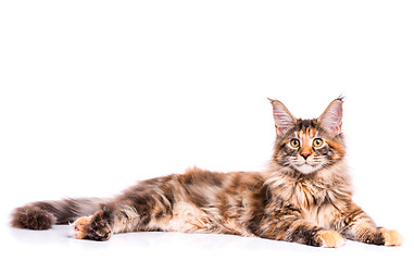 Image showing Maine Coon kitten