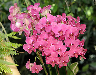 Image showing  large Pink orchid flowers