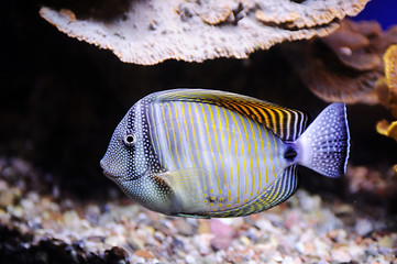 Image showing Butterflyfish in Red Sea