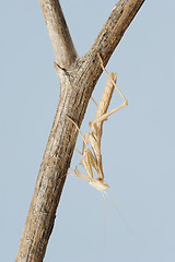 Image showing small mantis  on a branch