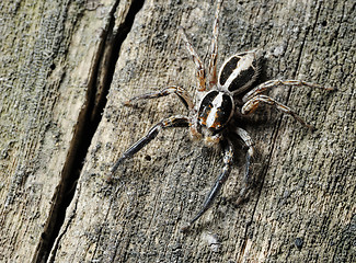 Image showing Salticidae spider on the tree