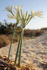 Image showing Large white flower Pancratium maritimum