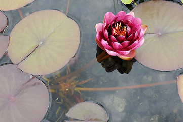 Image showing Water lily Conqueror