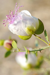 Image showing Capparis spinosa (capers)