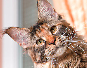 Image showing Portrait of Maine Coon cat