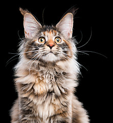 Image showing Portrait of Maine Coon cat