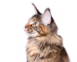 Image showing Portrait of Maine Coon kitten