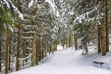 Image showing Winter Footpath