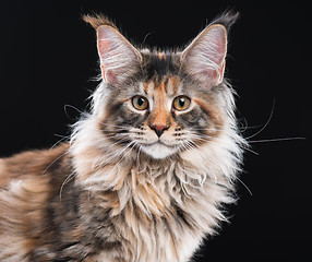 Image showing Portrait of Maine Coon cat