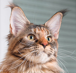 Image showing Portrait of Maine Coon cat