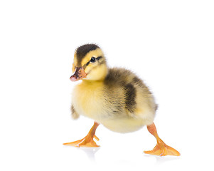 Image showing Cute little duckling