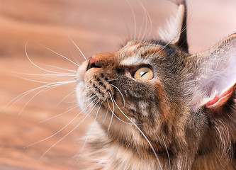 Image showing Portrait of Maine Coon cat