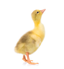 Image showing Cute little gosling