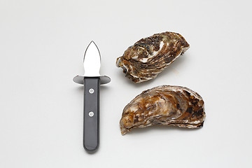 Image showing Shucking Knife and Oysters