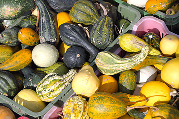 Image showing Gourds