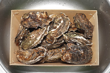 Image showing Oysters in Box