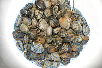 Image showing Clams in Bag