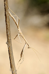 Image showing small mantis on a branch