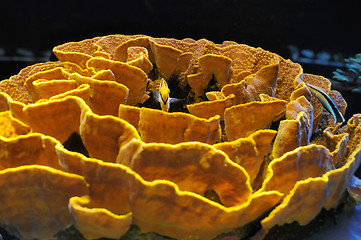 Image showing Fish and corals of the Red Sea