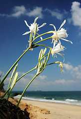 Image showing Large white flower Pancratium maritimum