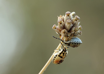 Image showing two bugs on the twig