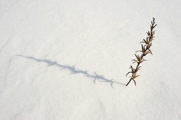 Image showing Texture of the snow