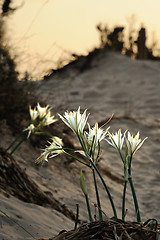 Image showing Large white flower Pancratium maritimum 