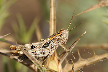 Image showing grasshopper on a branch