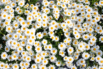 Image showing white Flowers Leucanthemum