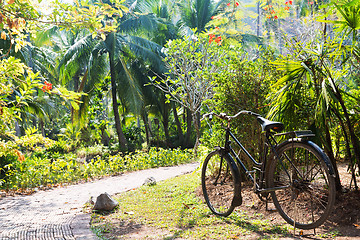 Image showing bicycle parked and path at exotic summer park