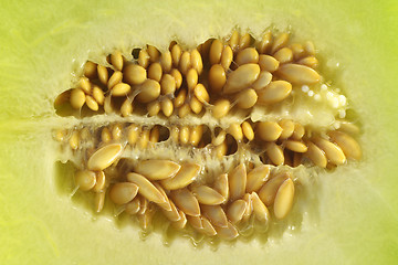 Image showing Melon Seeds
