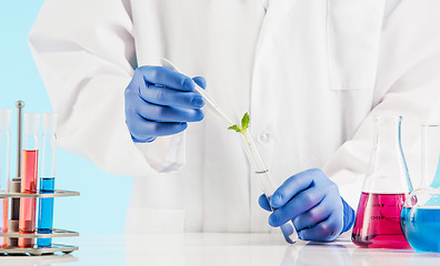 Image showing Plant sciences in lab