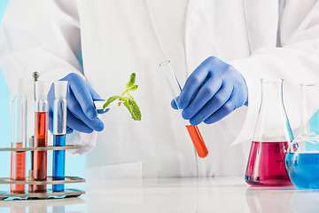 Image showing Plant sciences in lab