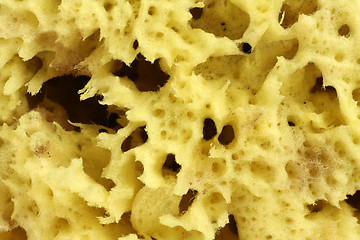 Image showing Natural Sponge