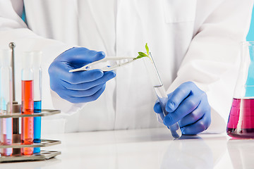 Image showing Plant sciences in lab