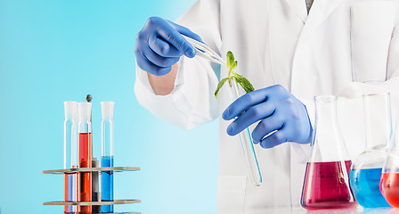 Image showing Plant sciences in lab