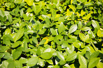 Image showing tea plantation field on Sri Lanka