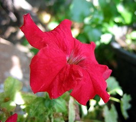 Image showing Flying flower
