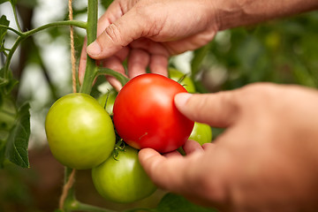 Image showing senior farmer picking tomatoes at farm greenhouse