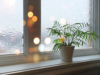 Image showing Frosted window, green plant and lights