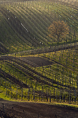 Image showing Vineyards in spring