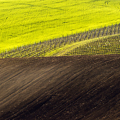 Image showing Spring landscape with field and vineyard