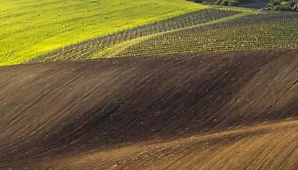 Image showing Spring landscape with field and vineyard