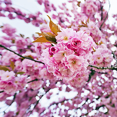 Image showing Blossoms of sakura tree
