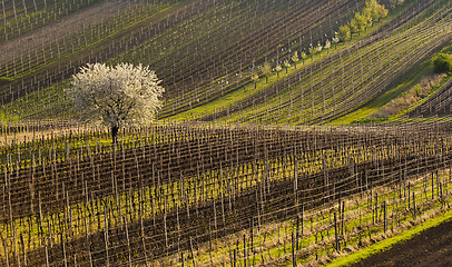 Image showing Vineyards in spring