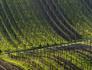 Image showing Vineyards in spring