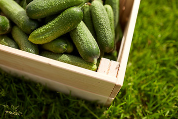 Image showing cucumbers in wooden box at summer garden