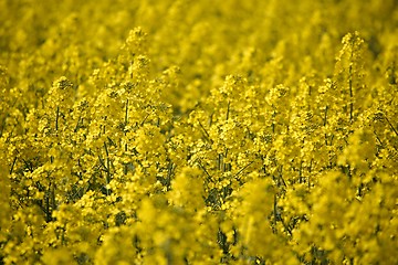 Image showing Rapeseed field closeup