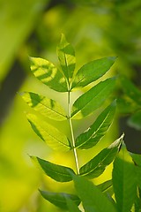 Image showing Green Leaves Background