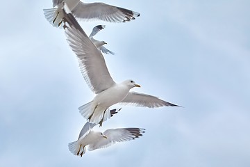 Image showing Seagulls in air